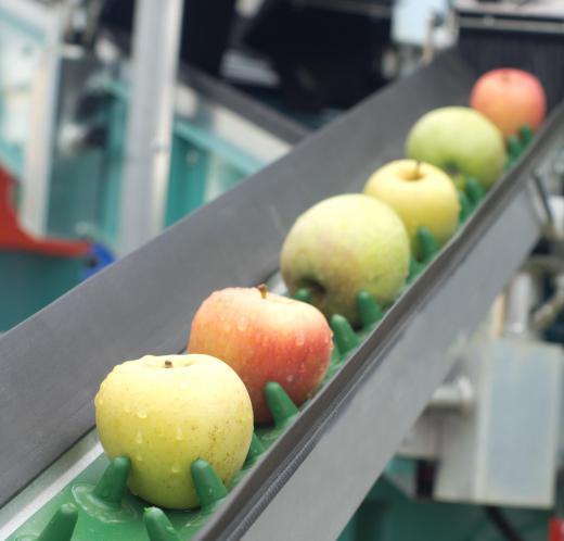 Conveyer belt customized to carry apples.