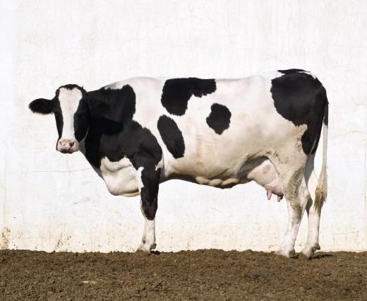 Cattle need pastures to graze in as well as barns to spend the night in.