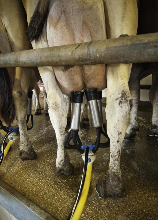 Milking equipment transfers cow milk to cold, sterile holding tanks before it is sent to a processing facility.