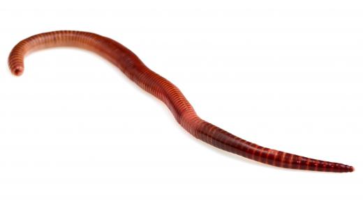 Earthworms make nutrients more accessible to plants.