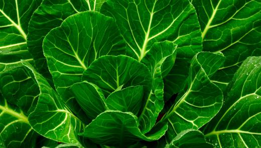 Collard greens can be grown all year in temperate areas.
