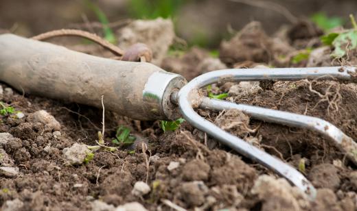 Gardening forks can be used to work the soil in preparation for planting in small gardens.