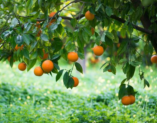 After the fruit has grown, it must be harvested and sold.