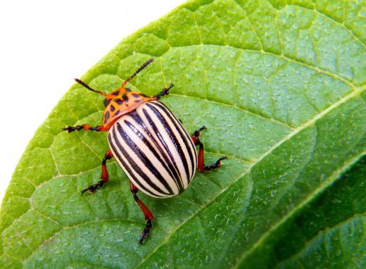 Pests, though tiny, can limit a crop's growth.