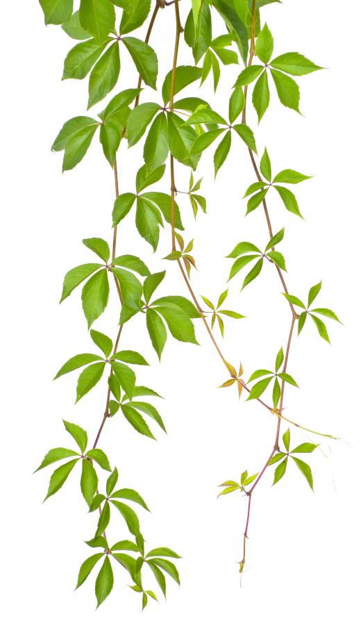 The first primitive versions of rope were made with plant vines.
