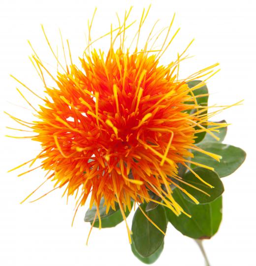 A safflower plant, which is used to make safflower oil.