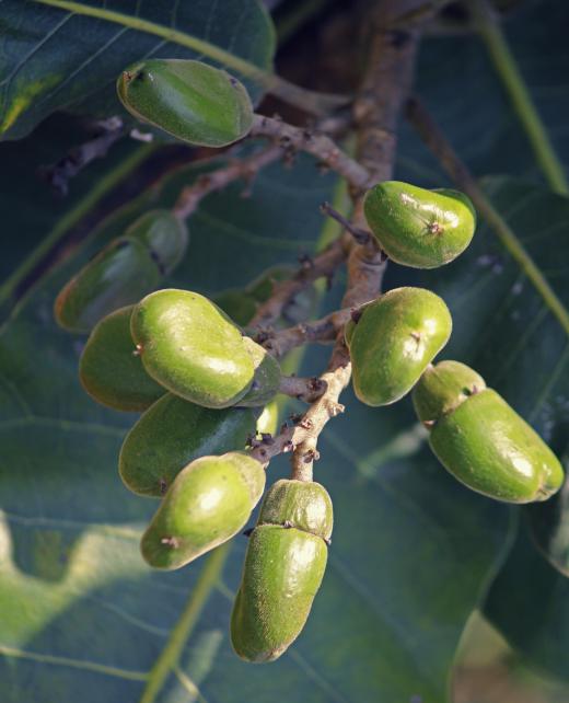 The oils and nuts from the oriental, or Indian, cashew trees are believed to have medicinal qualities.