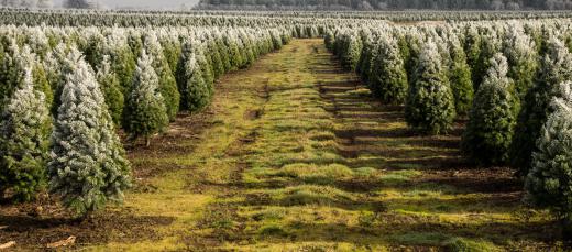 Christmas tree farms allow people to cut down their own tree.