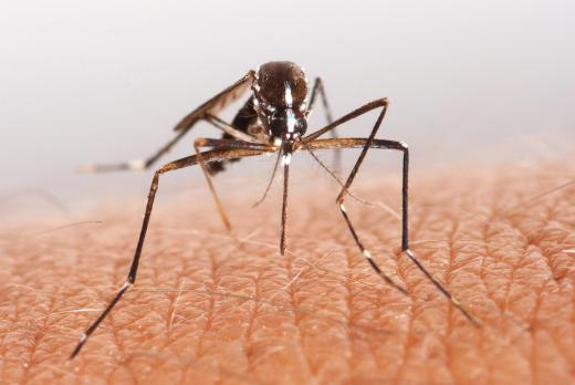 Poorly maintained drainage culverts can become a breeding ground for mosquitoes.