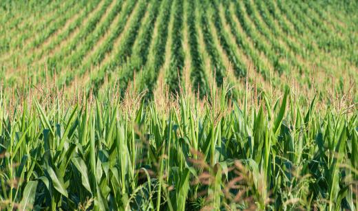 Crop production management can apply to the effective harvesting of crops such as corn.