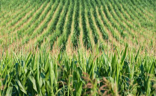 Crop rotation involves planting different types of crops in a section of field each growing season.