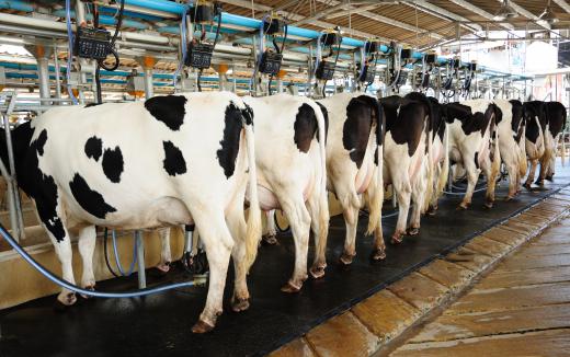 Dairy farms use cows to produce milk and other dairy products.