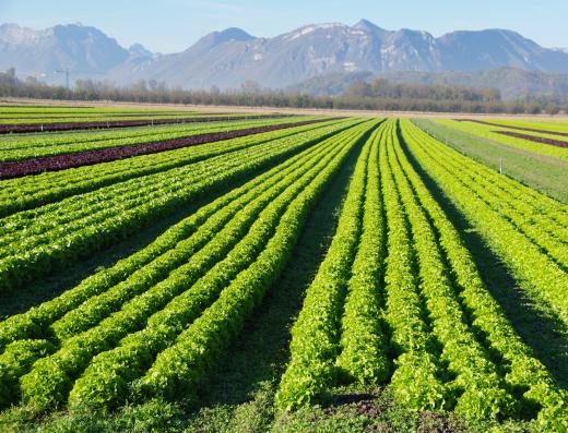 An escarole farm.