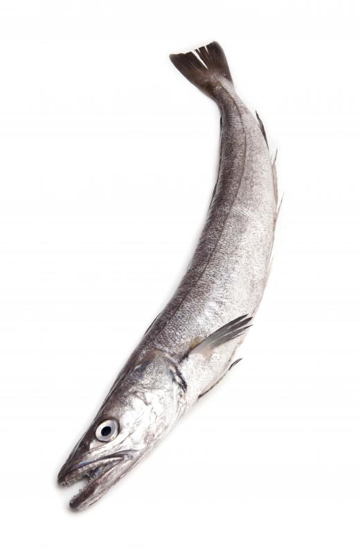 Hake are commonly processed in a fish plant.