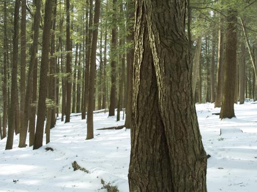 The wood fibers used in the creation of rayon may come from hemlock trees.