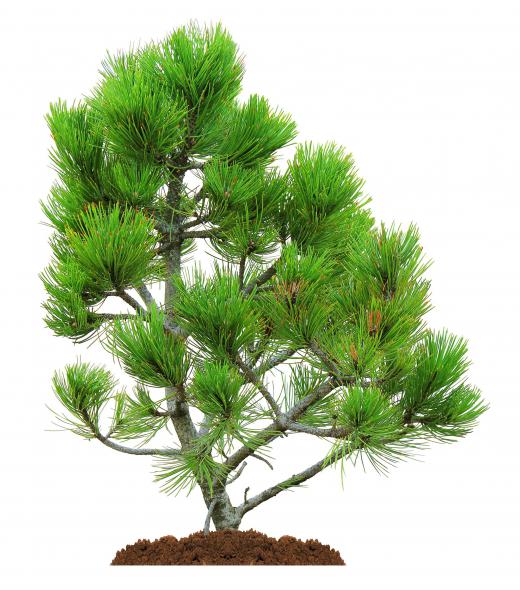 Pine trees are a renewable resource.