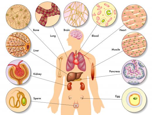 Organs designated for transplant --  such as the heart, liver or kidneys -- are refrigerated to keep the tissues viable until the organ can be attached to a new blood supply.