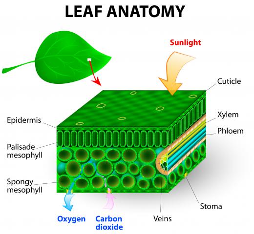 Water splitting mechanisms are based on the process of photosynthesis that plants use to convert sunlight into chemical energy.