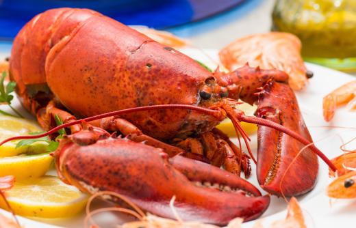 Many lobster pounds sell the crustaceans both cooked and live.