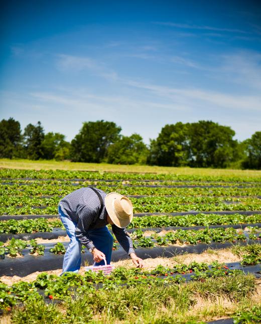 Some produce must be picked by hand.