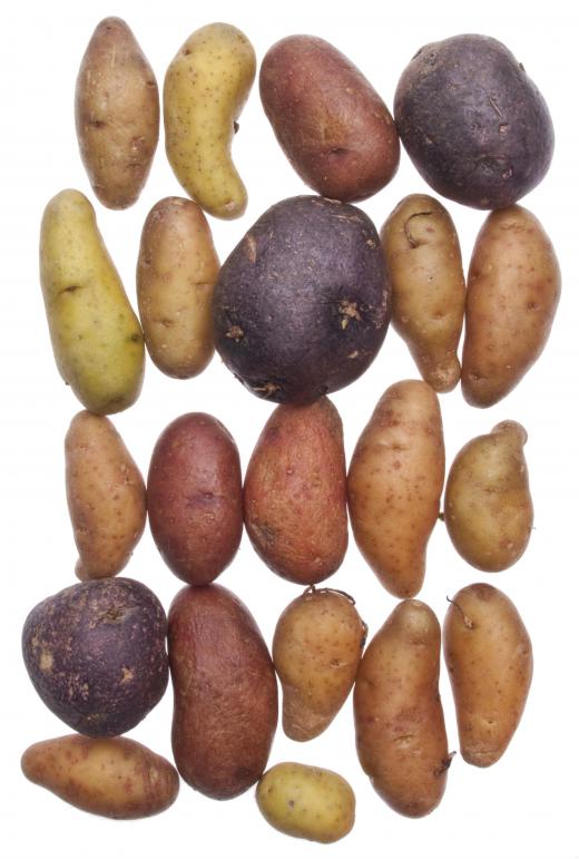 Various types of potatoes.