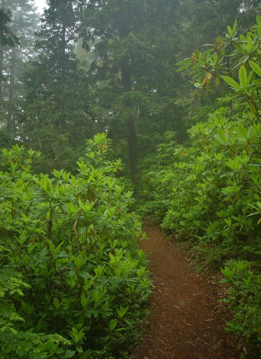 Surveyor's tape can also be used to mark hiking or walking trails, ensuring that people do not get lost.