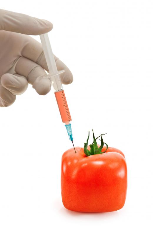 Transgenic crops have been injected with a gene to make the plant stronger.