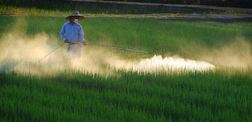 Pesticide use is kept to a minimum in conservation agriculture.