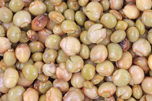 Pigeon peas can be beneficial in green manuring.