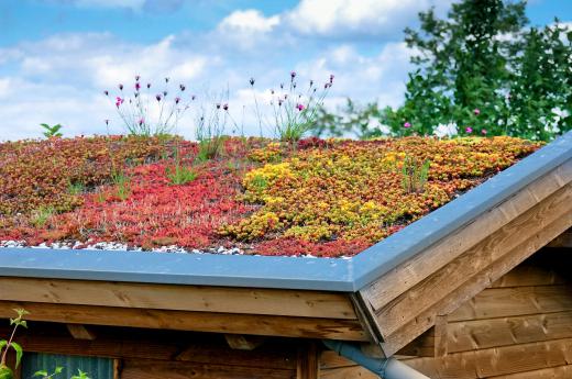 Green roofs may feature various types of plants.