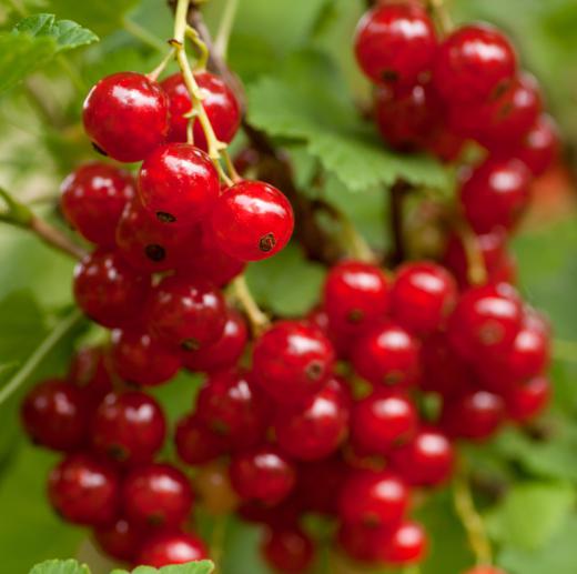 Currants are a perennial fruit.