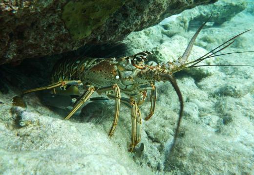 Spiny lobsters are most frequently found around Australia, New Zealand, and the Caribbean.