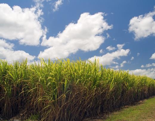 Sugar cane, one of the main sources of ethanol.