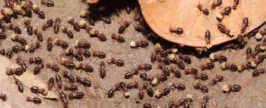 Western red cedar can be resistant to termite infestation.