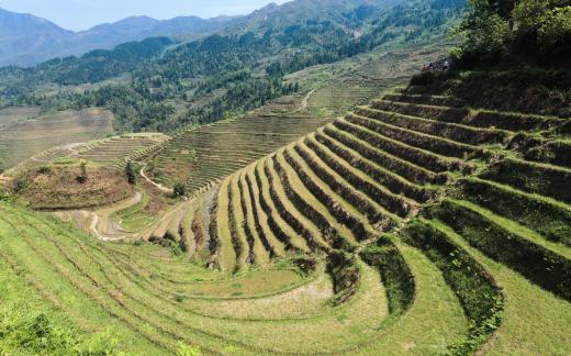 Terraced irrigation works by using gravity to water crops.