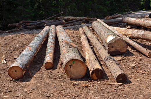 Logs prior to lumber manufacturing.