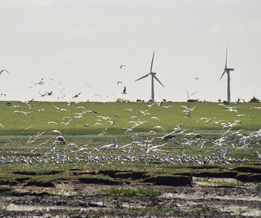 Wind farms have been criticized for disrupting bird populations.