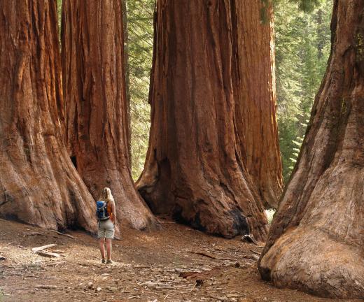 Redwoods are known for growing into massive trees.