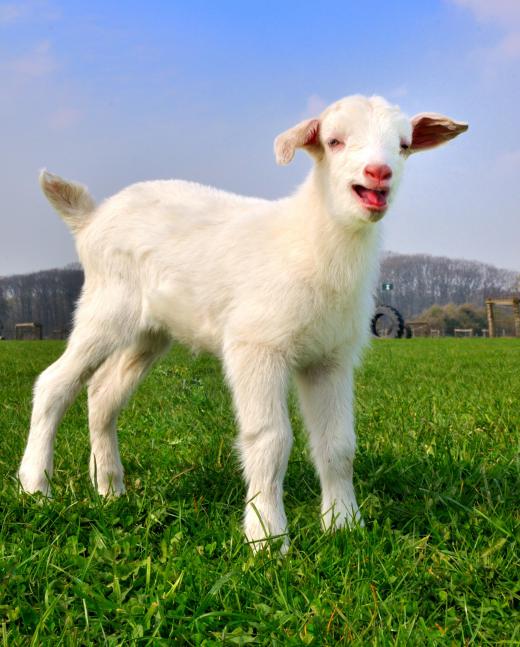 Some dairy farmers raise goats for their milk.